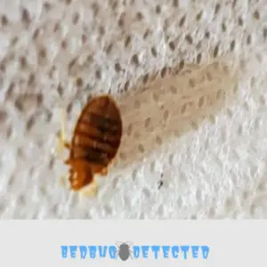 close view of bedbug