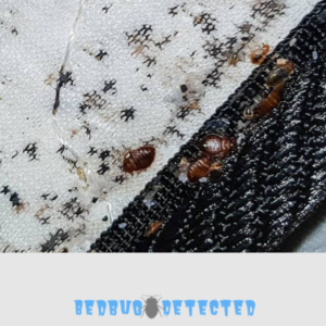 mattress having bedbugs