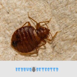 bedbugs picture 