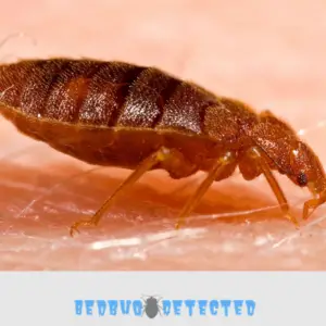 close view of bed bug