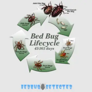 details of bedbug