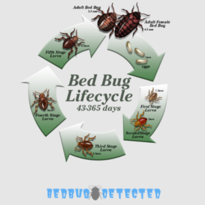 More about Bedbugs