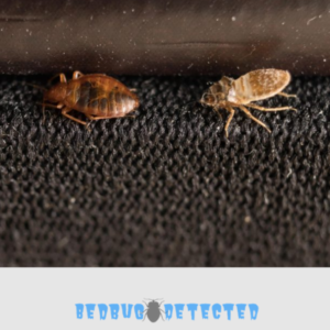 bedbug on dark floor