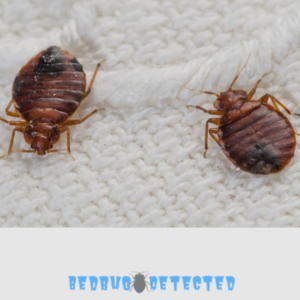 two bedbugs