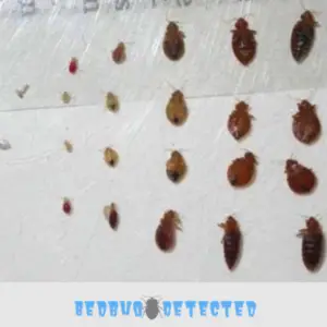 compare bed bugs sizes