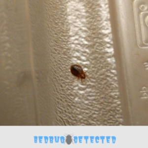 Bedbug on wall