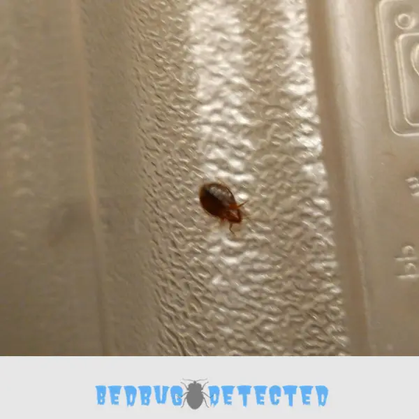 bedbugs on wall