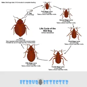 deep details of bedbug