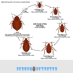 Bedbugs in detail