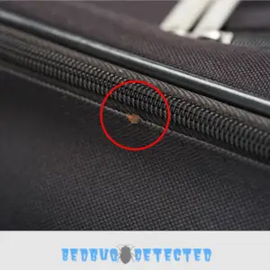 bed bug on a bag