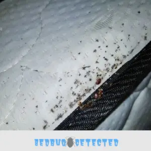 bedbug on bed