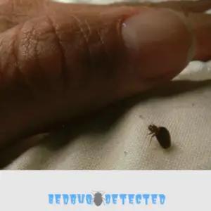 bed bugs near nail