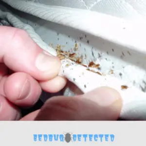bedbugs under a mattress