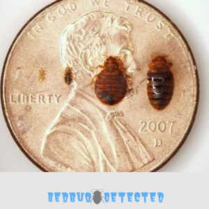 bed bugs compared with coin