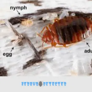 adult and nymph bedbugs 