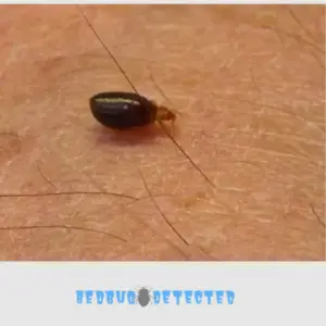 bed bug is still alive