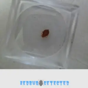 bedbug in a glass