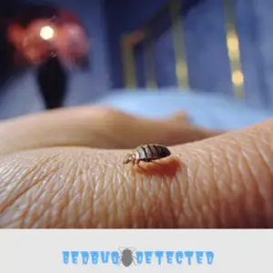 bed bug on a man's hand