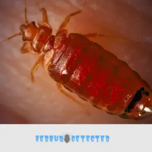 bedbugs on red floor