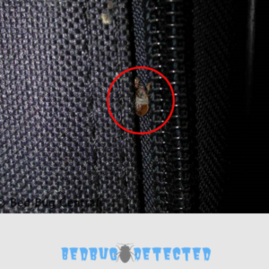 bag having bedbug on it