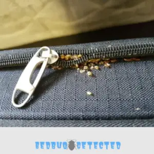 bed bugs caught in a bag