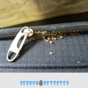 Bedbug caught in bag