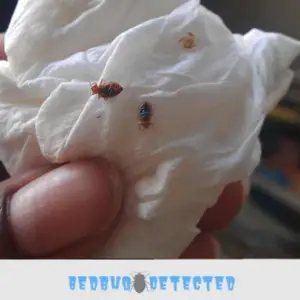 bed bug on a napkin