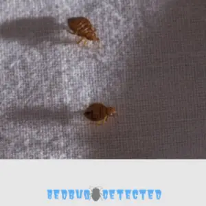 two bedbugs