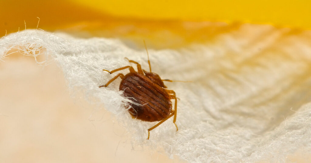 bed bugs vs fleas Difference Between A Flea Bite And A