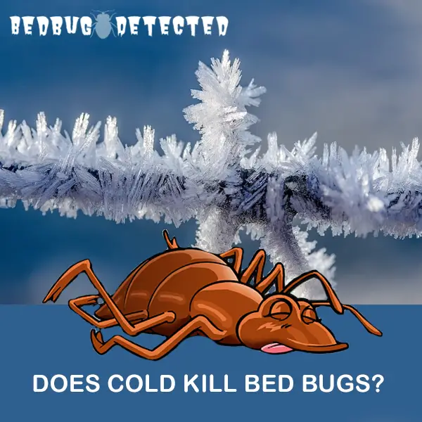 DOES-COLD KILL BED BUGS