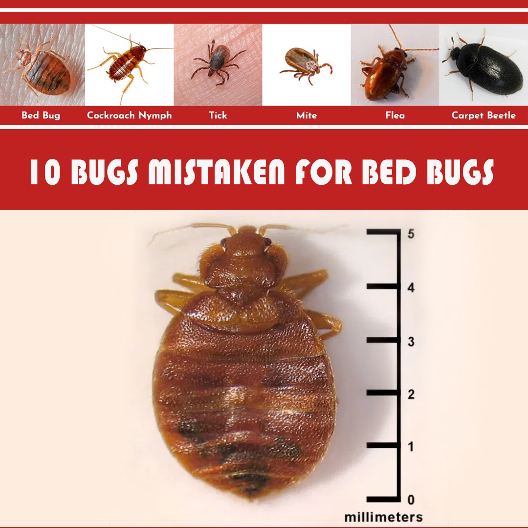 10-BUGS-MISTAKEN-FOR-BED-BUGS