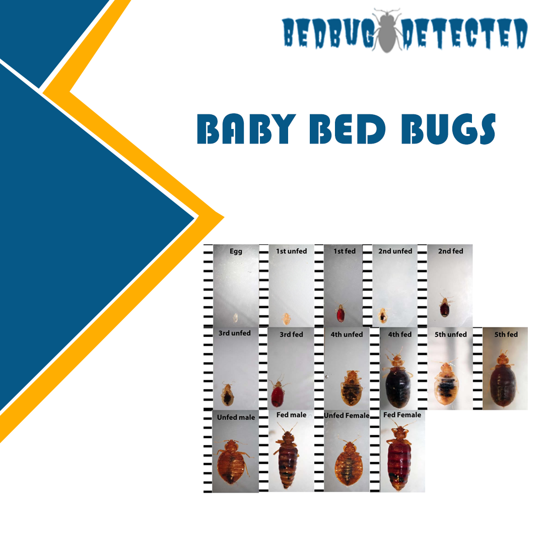 BABY-BED-BUGS