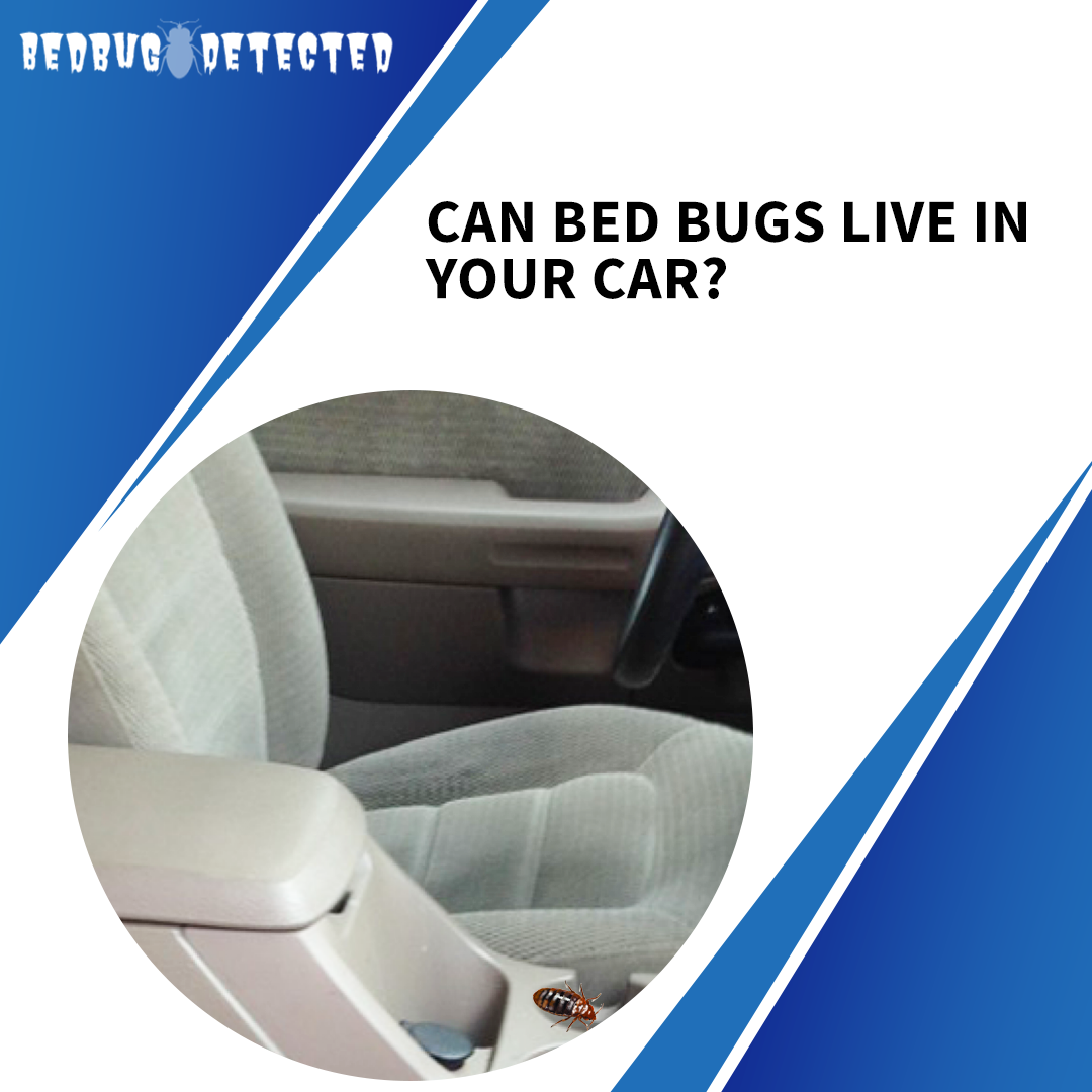 CAN BED BUGS LIVE IN YOUR CAR?