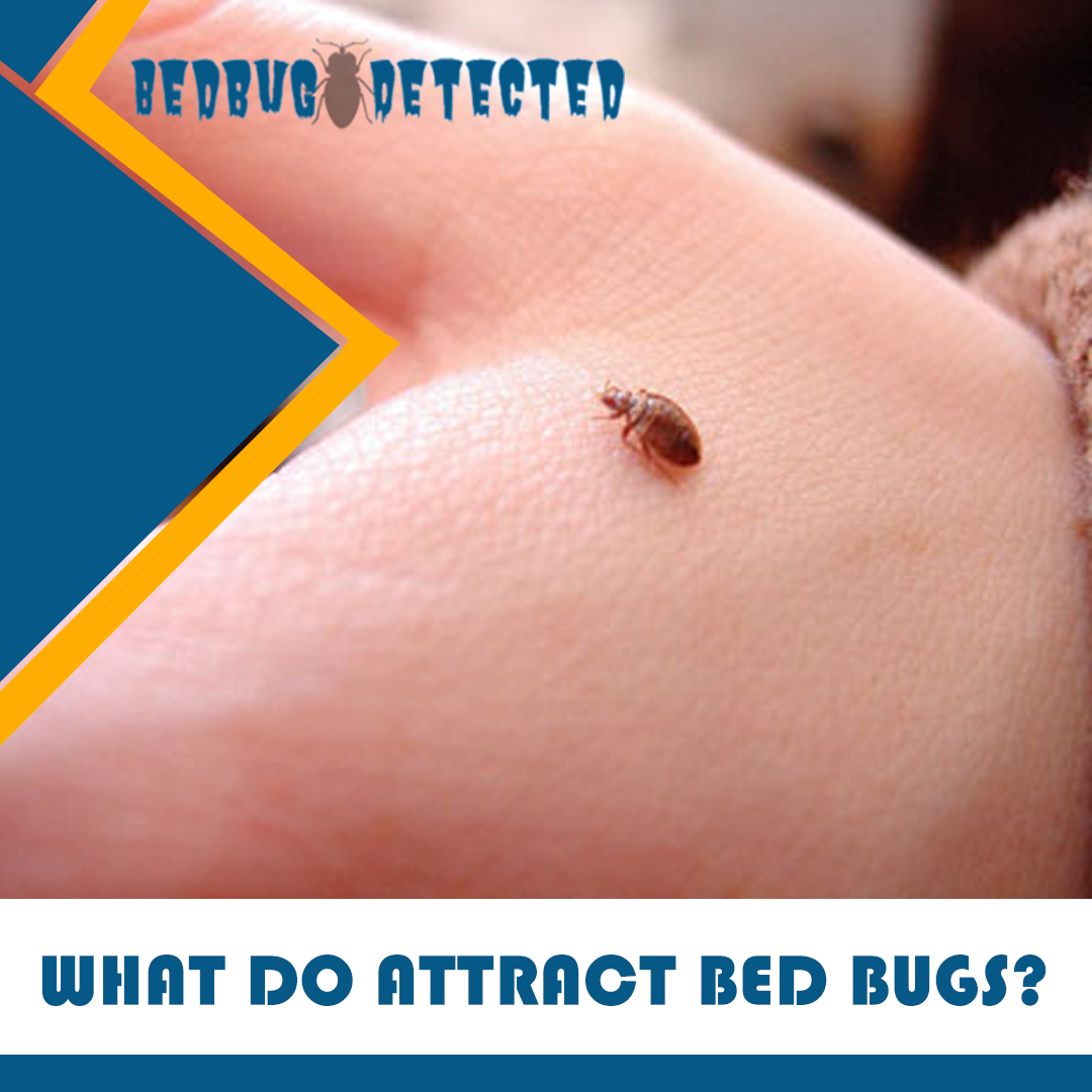 WHAT DO ATTRACT BED BUGS?