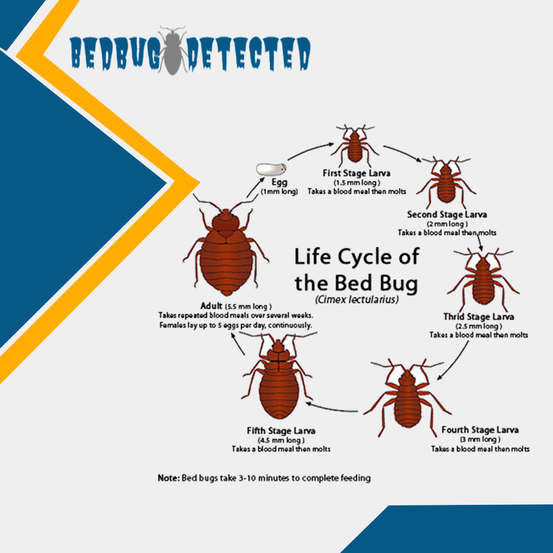How-do-bed-bugs-multiply