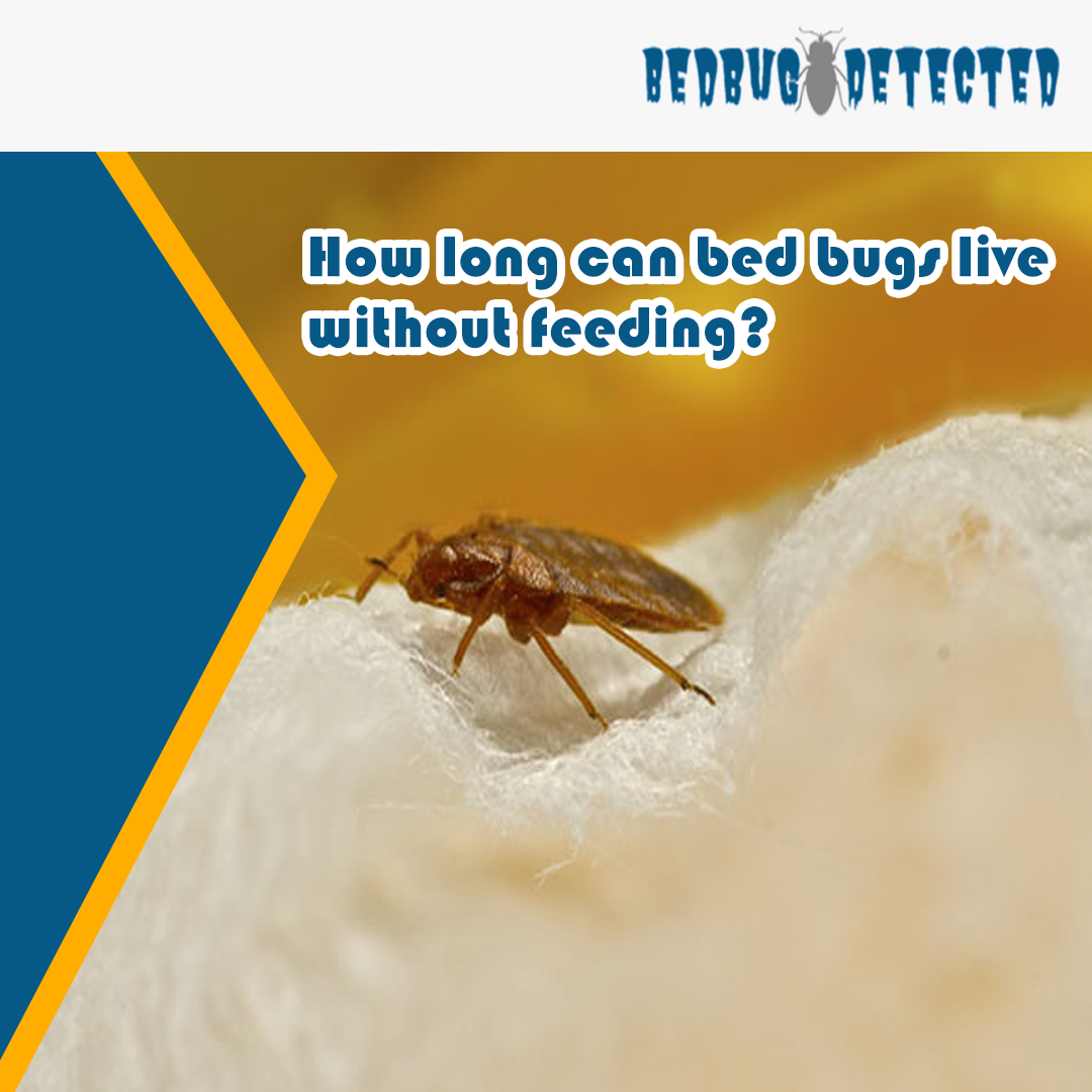 How long can bed bugs live without feeding
