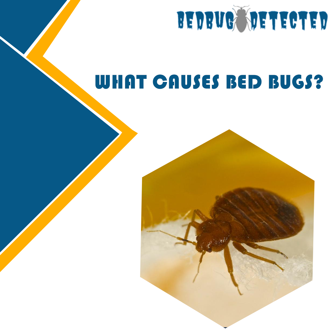 WHAT CAUSES BED BUGS?