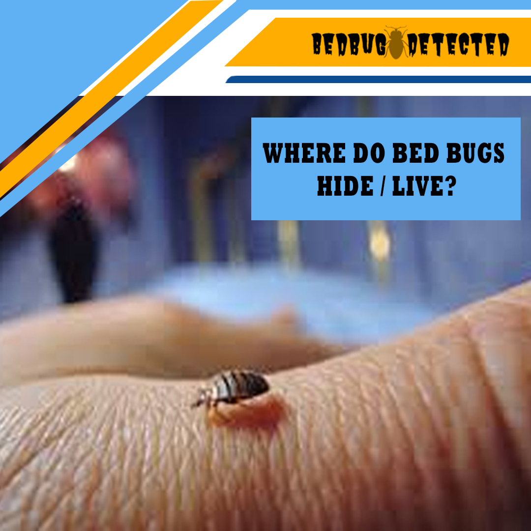 WHERE DO BED BUGS HIDE/LIVE