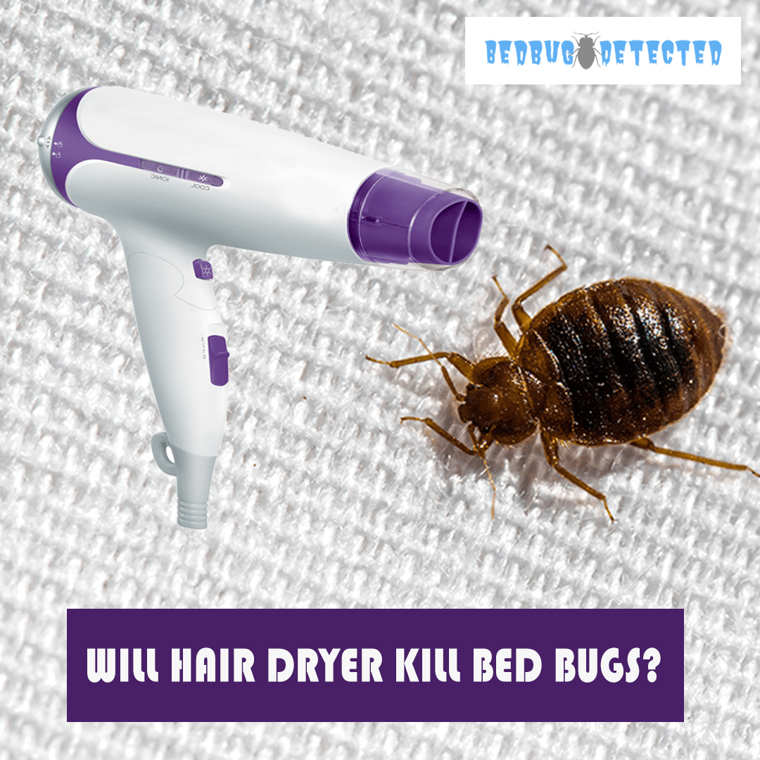 WILL-HAIR-DRYER-KILL-BED-BUGS