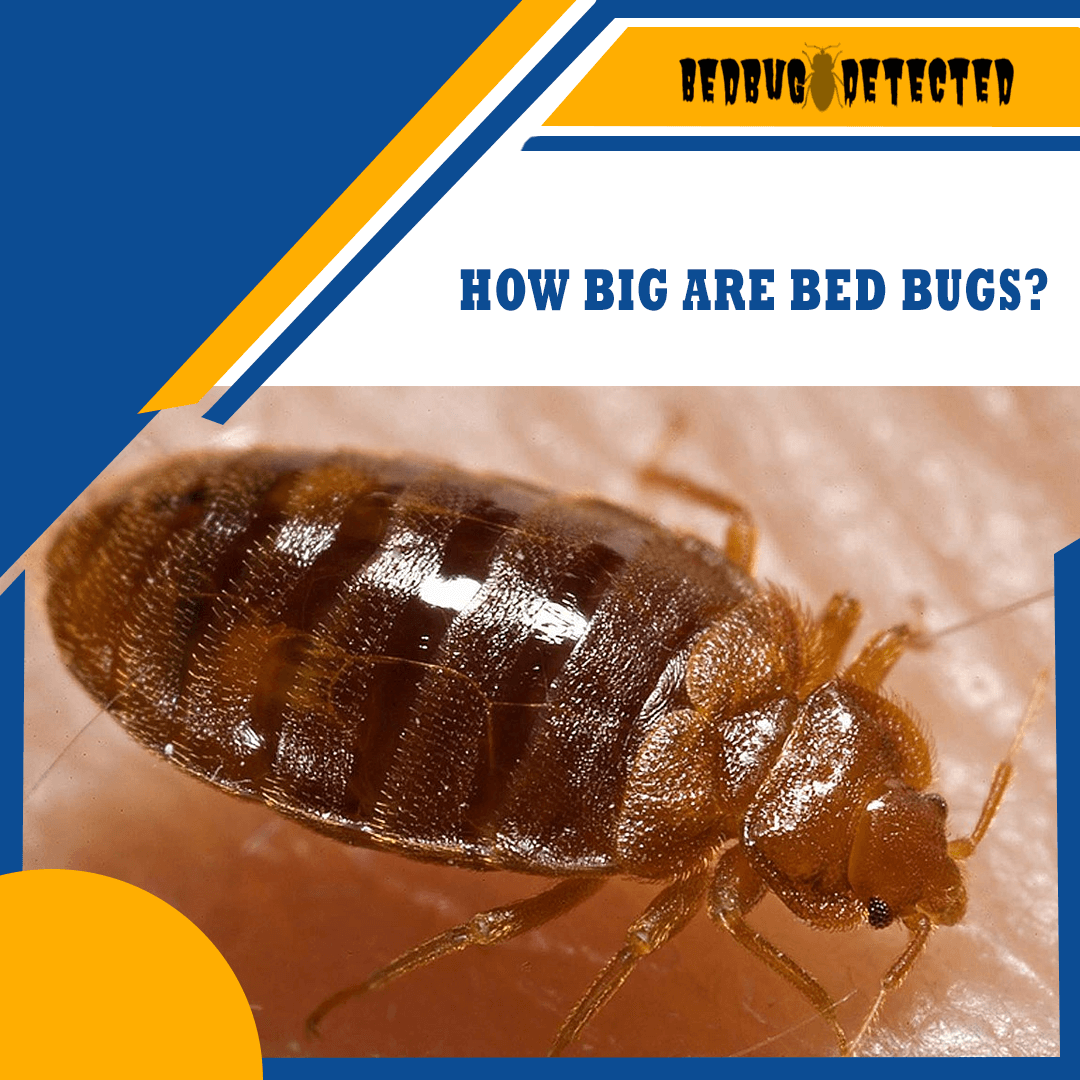 HOW BIG ARE BED BUGS