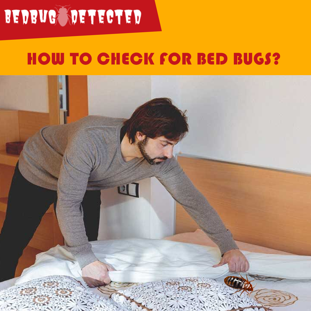 HOW-TO-CHECK-FOR-BED-BUGS?
