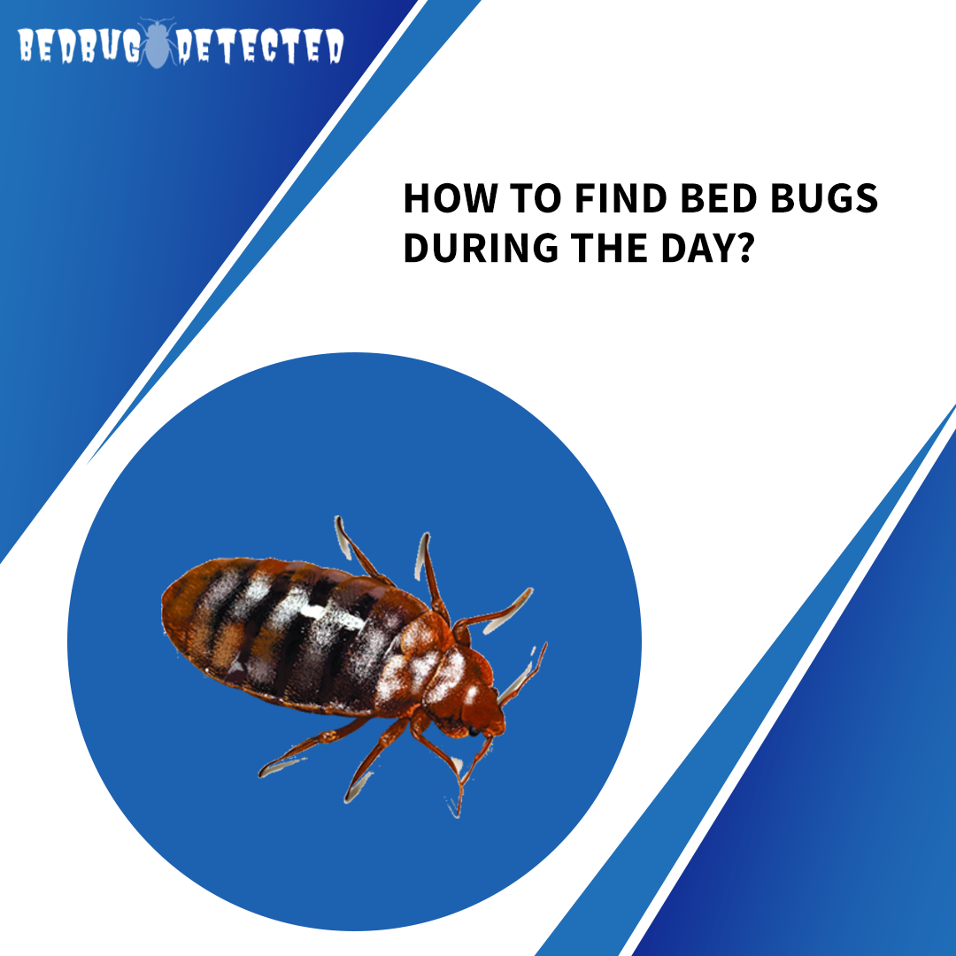 HOW TO FIND BED BUGS DURING THE DAY