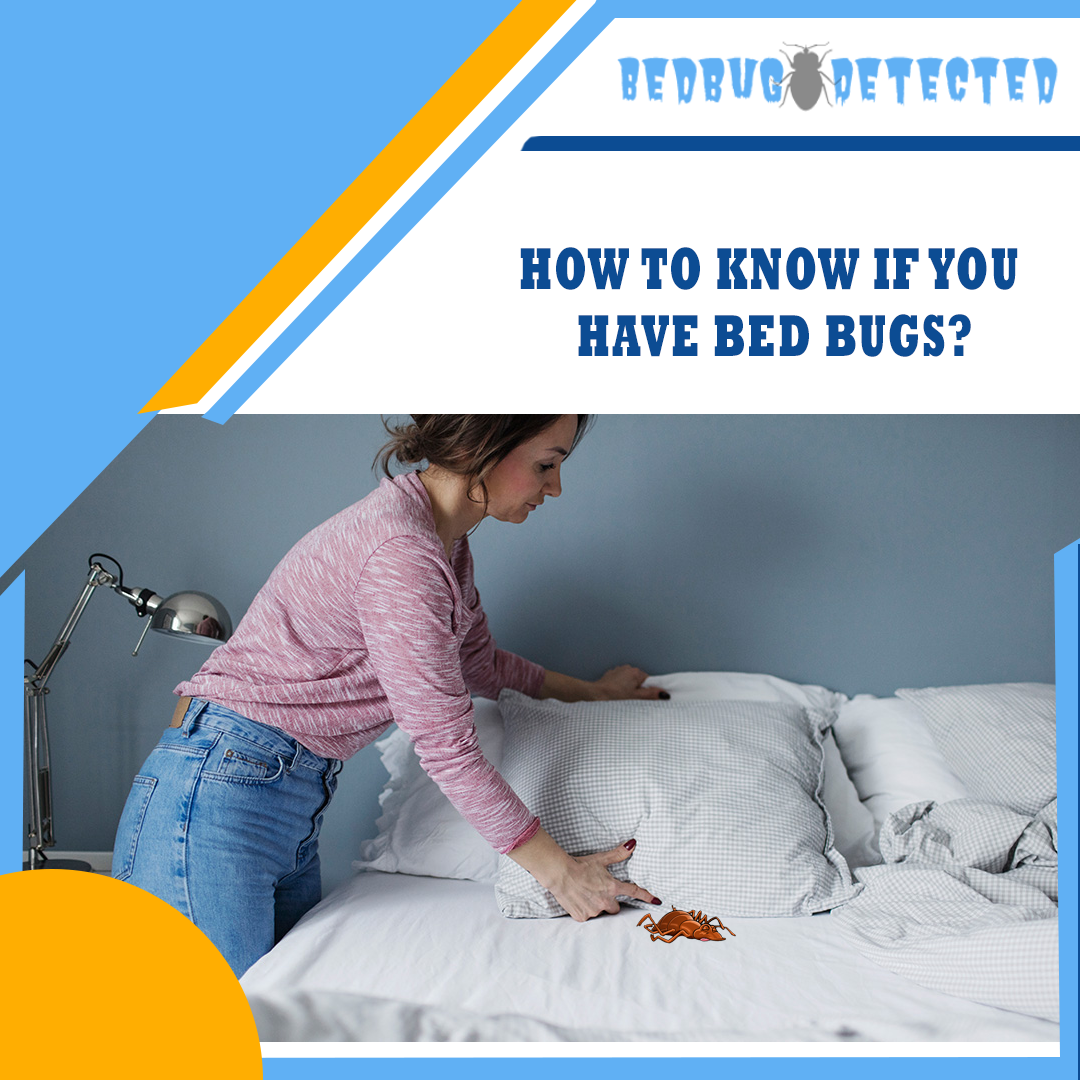 HOW TO KNOW IF YOU HAVE BED BUGS 2