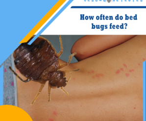 How often do bed bugs feed