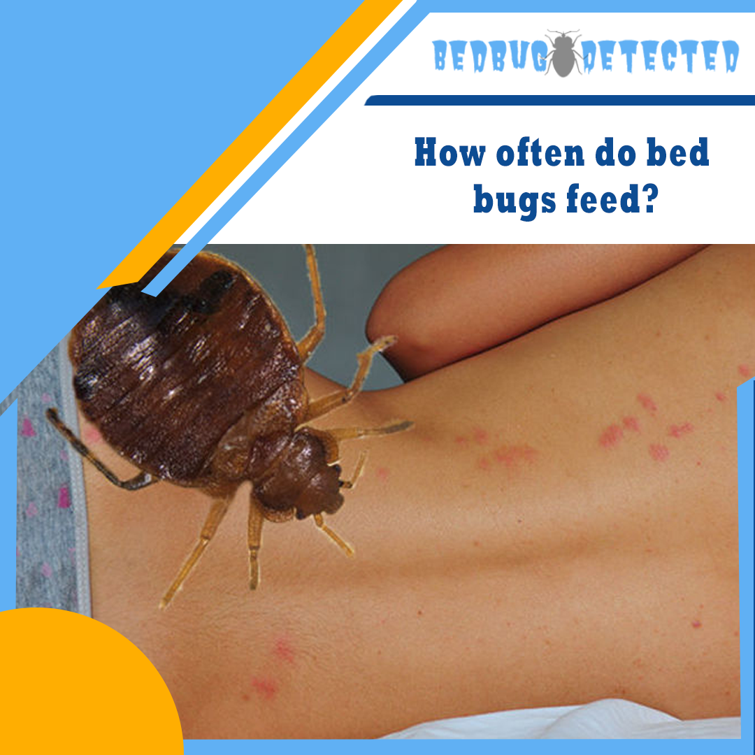 How often do bed bugs feed