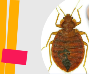 Natural-remedies-for-bed-bugs