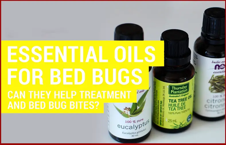 Essential Oils For Bed Bugs