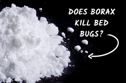 Does Borax Kill Bed Bugs