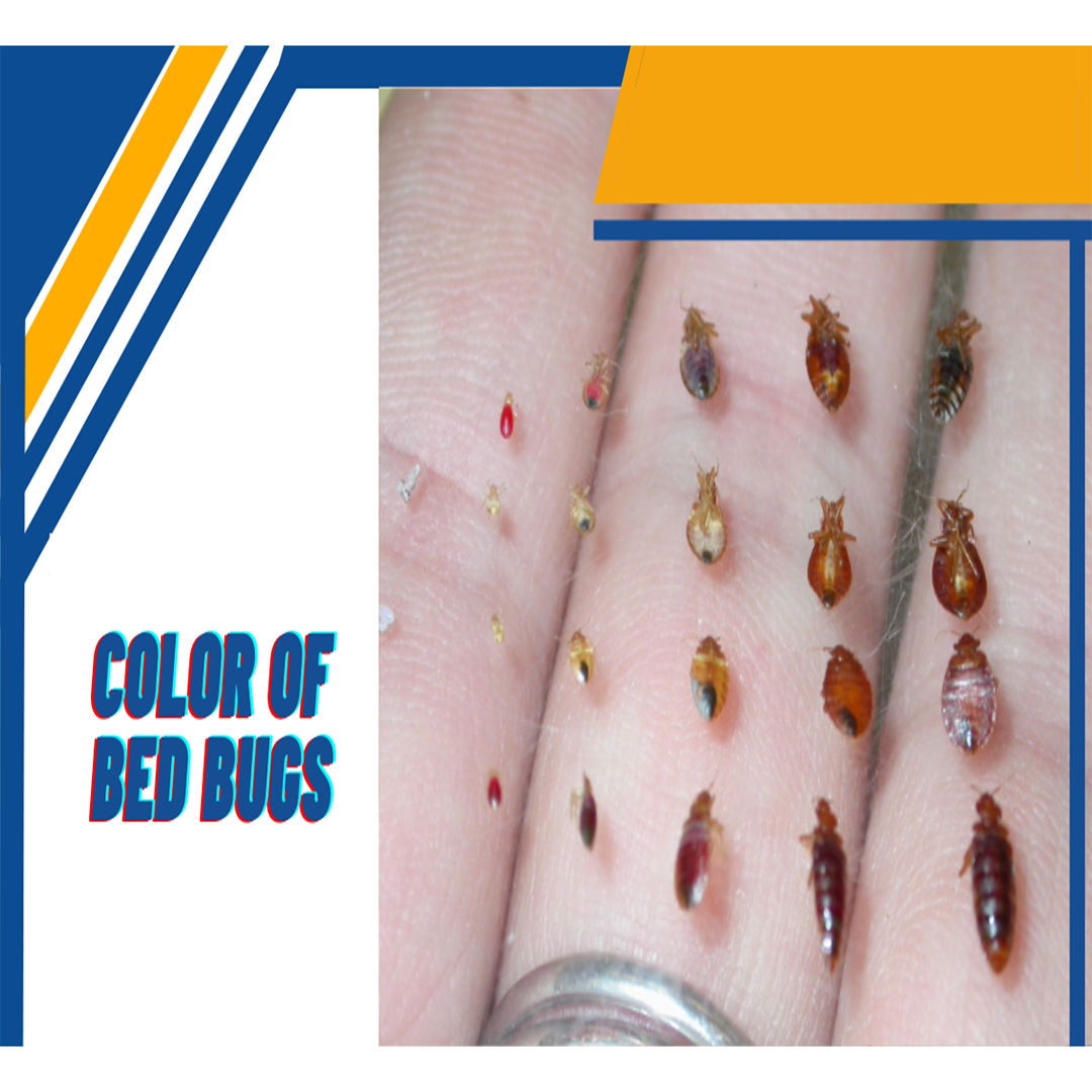 COLOR OF BED BUGS