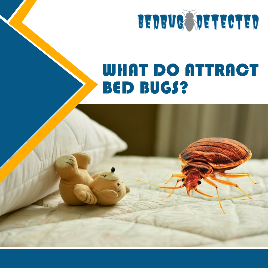WHAT-DO-ATTRACT-BEDBUGS